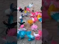 Download Lagu Beautiful Laka Pigeons | Kabootar Videos | Pigeon Videos |#pigeon #kabootar #kabutar #shorts #1k #4k