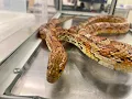 North Carolina Snake Species