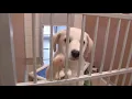 What it Takes to be a San Francisco SPCA Volunteer