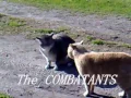 Cat Fight Vicious Dirty and Nasty