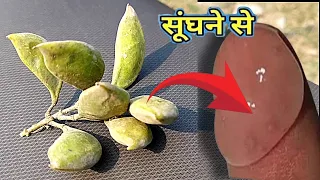 लगाते ही उ त्तेजना इतनी बढ़ जाती है कि खटिया टूट जाती है, इतना तेज पावरफूल हैं ये karanj के बीज