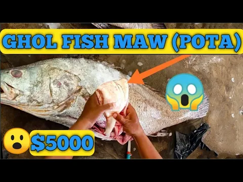 Download MP3 Ghol fish cutting_selling 𝙈𝙖𝙬(𝙥𝙤𝙩𝙖) | गोल मछली ने बदल दी किस्मत | sea fish official