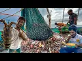 Download Lagu WOW 🤩 Huge Squid Catch Today 🦑 + Delicious Fish Fry Lunch 😋 | Trawlnet Fishing Life | Uncut video.