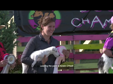 Dogsville Trailer about the dog sports agility world championship with mutts and purebreds competing