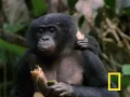 Bonobo Chimps: Girls Rule! | National Geographic