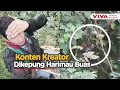 Lagu Disergap Harimau Lapar, Konten Kreator Bertahan 4 Jam di Batang Pohon