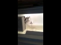 Kemore refrigerator icemaker not making ice
