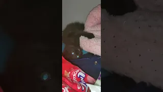I Thought I Lost My Kitty