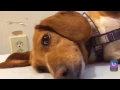 Irina my Dachshund And beagle mix