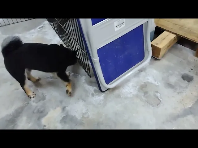 動画