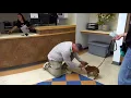 Pet and owner reunite at San Diego Humane Society after Fourth of July celebration