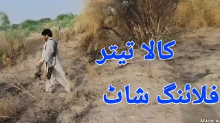 تین کالے تیتروں کا شکار Francolin Hunting Flying Shot 