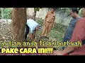 Lagu DURIAN LOKAL AGAR BERBUAH || cara membuahkan pohon durian agar berbuah lebat