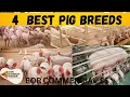 The 4 Best Pig Breeds for Commercial Pigs Farming Meat Production