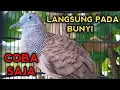 Download Lagu PANCINGAN PERKUTUT BANGKOK AGAR BUNYI BIKIN PERKUTUT DIRUMAH PADA NYAUT SEMUA BOS 