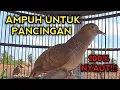 Download Lagu SUARA PERKUTUT BANGKOK GACOR I INI PALING AMPUH UNTUK PANCINGAN PERKUTUT BANGKOK DIRUMAH PASTI BUNYI