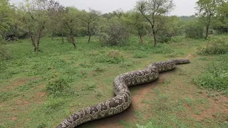 Biggest Anaconda Ever Found In Real Life Top 4 Parts