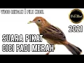 Download Lagu pikat cici padi merah | Suara Pikat PALING AMPUH | Durasi 1 JAM