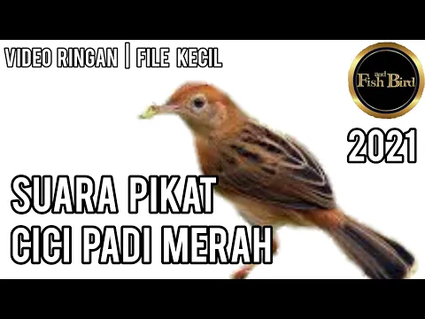 Download MP3 pikat cici padi merah | Suara Pikat PALING AMPUH | Durasi 1 JAM