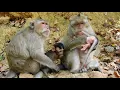 Big Bertha Love To Kiss Baby Monkey Butt