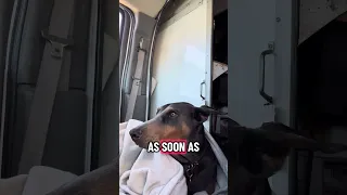 #Fyp #dream #YouTube #doberman #pets
