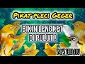 Download Lagu Pikat burung pleci ribut ampuh mengatasi pleci liar untuk cepat turun