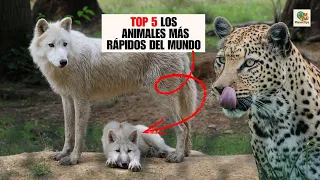 ¿Puedes adivinar cuál es el ANIMAL MÁS RÁPIDO del MUNDO? 🤯 Spoiler: No es el que crees
