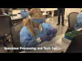Specimen Processing And Tech Ops
