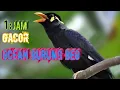 Download Lagu Masteran suara ocean burung beo,Untuk beo malas kicau
