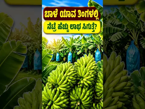 ಬಾಳೆ ಬೆಳೆ ನೆಡುವಲ್ಲಿ ರೈತರು ಮಾಡುವ ದೊಡ್ಡ ತಪ್ಪು! #shorts #banana