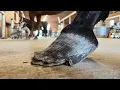 Lagu NEGLECTED HOOF Restoration