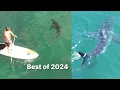 Lagu Best Great White Shark Drone Footage of 2024! (Narrated Version)