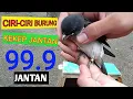 Download Lagu Cara membedakan kekep jantan dengan Akurat \