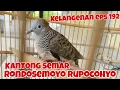 Download Lagu Kantong Semar Rondosemoyo Rupocohyo Kelangenan Eps 192