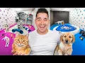 Rover vs Wag BEST Pet Side Hustle