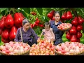 Download Lagu Harvesting Wax Apple with Mother-in-law - Go to the Market to sell - Live with Nature | Lý Phúc An