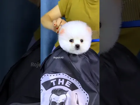 Cute Pomeranian Dog | Love | attention | grooming #shorts #viral #trending #puppy #cute #dog