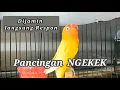 Download Lagu lovebird ngetik sambung ngekek - LUTINO MM