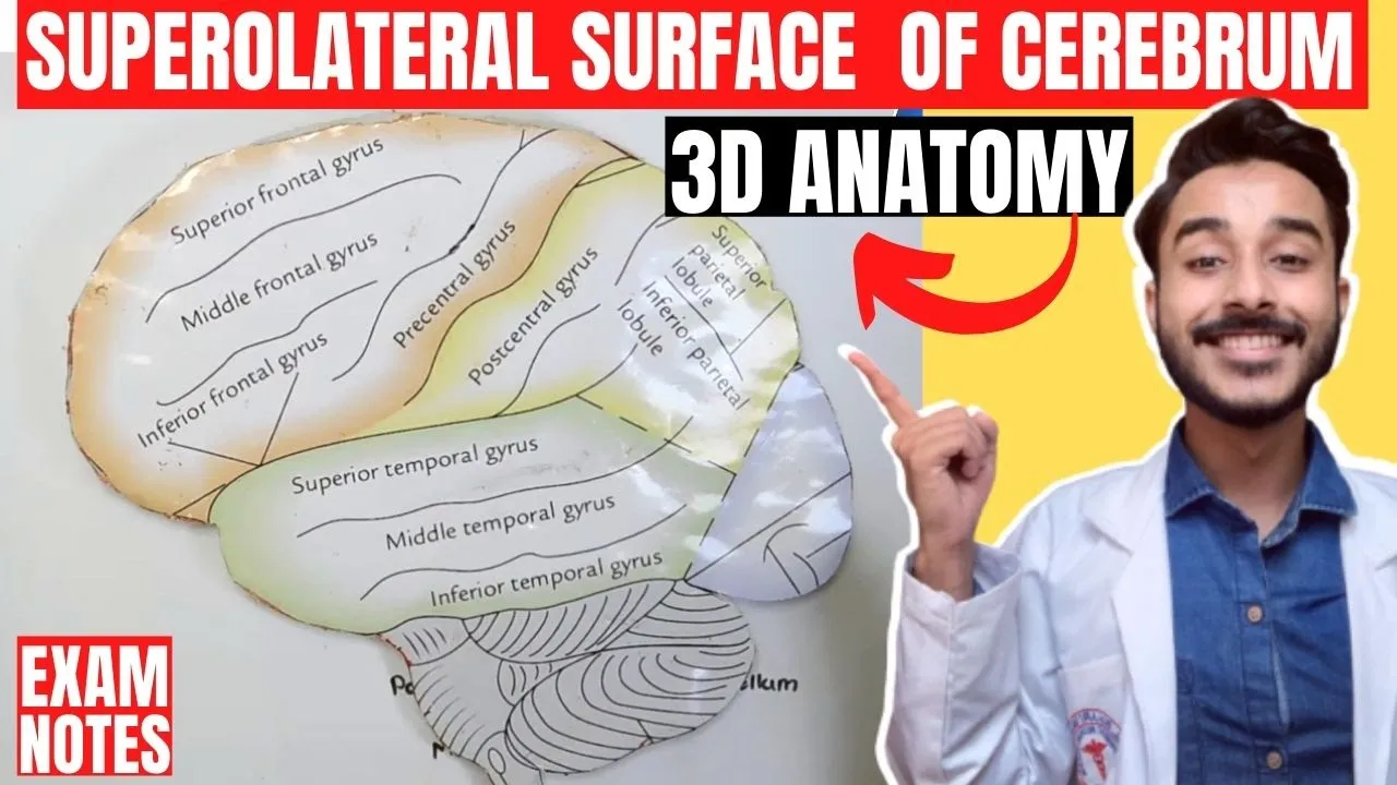 superolateral surface of cerebrum anatomy 3d | gyri and sulcus of cerebrum hemispheres anatomy