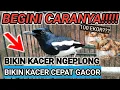 KACER GAK MAU NGEPLONG? INI HARUS KALIAN LAKUKAN KACER CEPAT GACOR KACER TARUNG NGOTOT