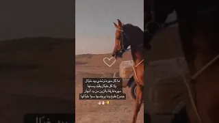 تصميم خيل   قصيد الاصايل   ما كل مهره ترتخي بيد خيال دندنها