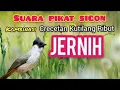 Download Lagu SUARA PIKAT Sogon Ribut Memanggil Dan Crecetan Kutilang Terancam