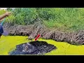 Download Lagu Pemancing liar bernasib mujur‼️Pesta strek babon purba di spot pedalaman riau#mancingliar 