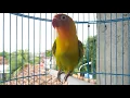 Download Lagu Merangsang Lovebird Balibu 3 Bulan Agar Ikut Ngekek 100% Nyaut Mendengar Labet Ngetik Ngekek Ajaib