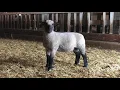 Wise 20049F Hampshire Ram Lamb