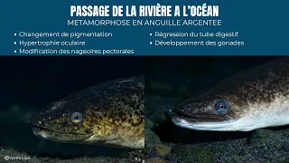 « La vie entre deux mondes » – Conférence de Vetea LIAO | Tama nō te Tairoto