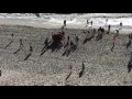 Ocean view at myrtle beach sc - Myrtle Beach Cam