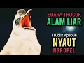 Lagu PERANGSANG TRUCUK MACET AGAR IKUT BUNYI NYAUT GACOR NGROPEL SUARA TRUCUK GACOR NGALAS NGROPEL INI ‼️