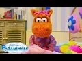 Download Lagu The Pajanimals Need More Help! | Pajanimals
