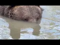 Leo our oldest bear right now he is almost 31 still loves to act like a kid when in his pond